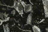 Polished Devonian Fossil Coral and Bryozoan Plate - Morocco #365124-1
